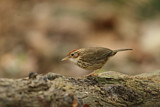 Image. Puff-throated Babbler