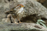 Image. Puff-throated Babbler