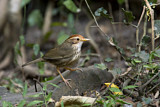 Image. Puff-throated Babbler