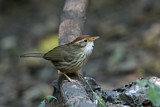 Image. Puff-throated Babbler