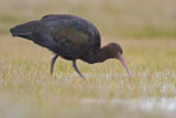 Image. Puna Ibis