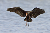 Image. Puna Ibis