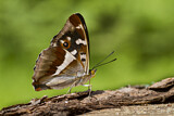 Image. Purple Emperor