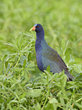 Image. Purple Gallinule