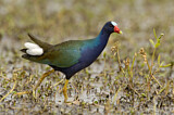 Image. Purple Gallinule