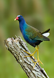 Image. Purple Gallinule