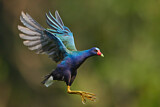 Image. Purple Gallinule