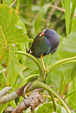 Image. Purple Gallinule