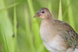 Image. Purple Gallinule