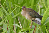 Image. Purple Gallinule