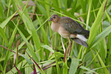 Image. Purple Gallinule