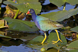 Image. Purple Gallinule
