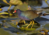 Image. Purple Gallinule