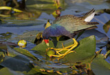 Image. Purple Gallinule