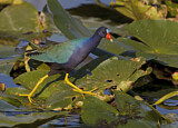 Image. Purple Gallinule