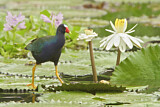 Image. Purple Gallinule