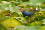 Image. Purple Gallinule