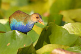 Image. Purple Gallinule