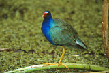Image. Purple Gallinule