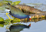 Image. Purple Gallinule