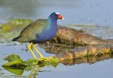 Image. Purple Gallinule