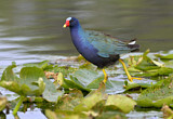 Image. Purple Gallinule