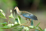 Image. Purple Gallinule