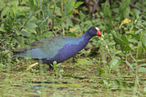 Image. Purple Gallinule