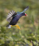 Image. Purple Gallinule