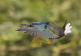 Image. Purple Gallinule
