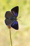 Image. Purple Hairstreak 