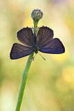 Image. Purple Hairstreak 