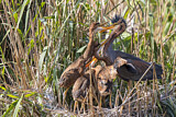 Image. Purple Heron