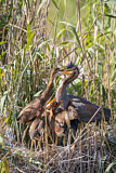 Image. Purple Heron