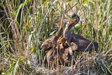 Image. Purple Heron