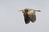 Image. Purple Heron