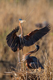 Image. Purple Heron