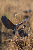 Image. Purple Heron