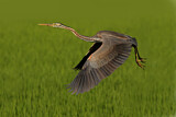 Image. Purple Heron