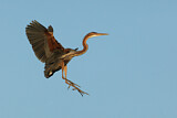 Image. Purple Heron