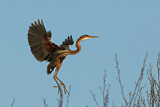 Image. Purple Heron