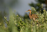 Image. Purple Heron