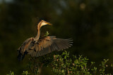 Image. Purple Heron