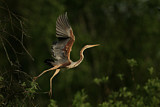 Image. Purple Heron