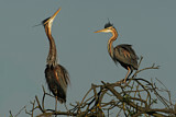 Image. Purple Heron
