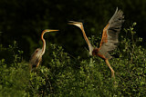 Image. Purple Heron