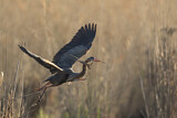 Image. Purple Heron