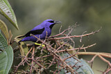 Image. Purple Honeycreeper