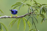 Image. Purple Honeycreeper