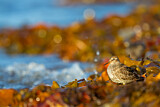 Image. Purple Sandpiper